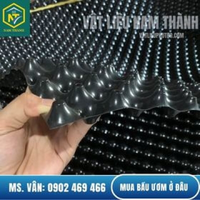 Mua Bầu Ươm V6 Ở Đâu Giá Rẻ, Uy Tín? Báo Giá Tại Kho