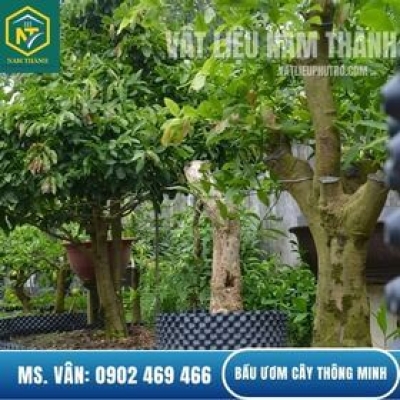 BẦU ƯƠM CÂY THÔNG MINH LÀ GÌ? CÁCH CHỌN BẦU ƯƠM CÂY