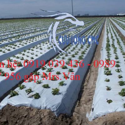 BÁO GIÁ MÀNG PHỦ NÔNG NGHIỆP - BẠT NILON LÓT SÀN ĐỔ BÊ TÔNG