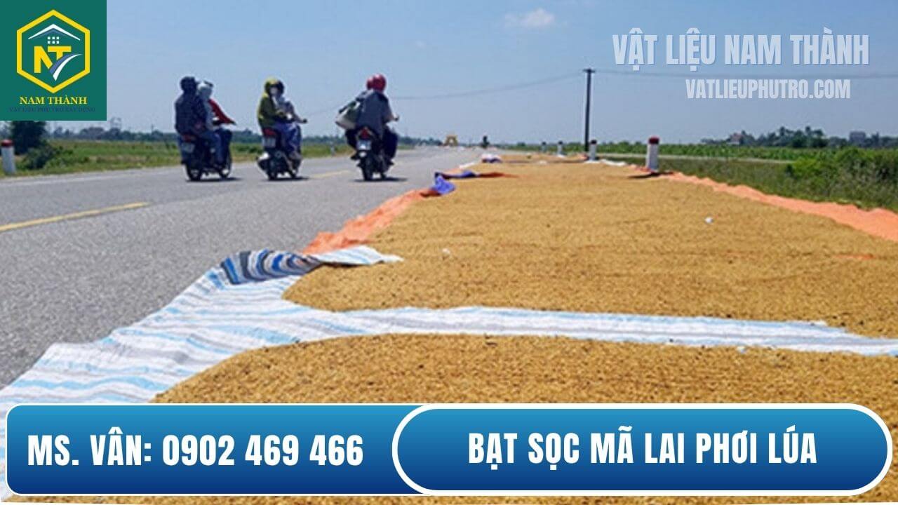 Bạt sọc Mã Lai phơi lúa