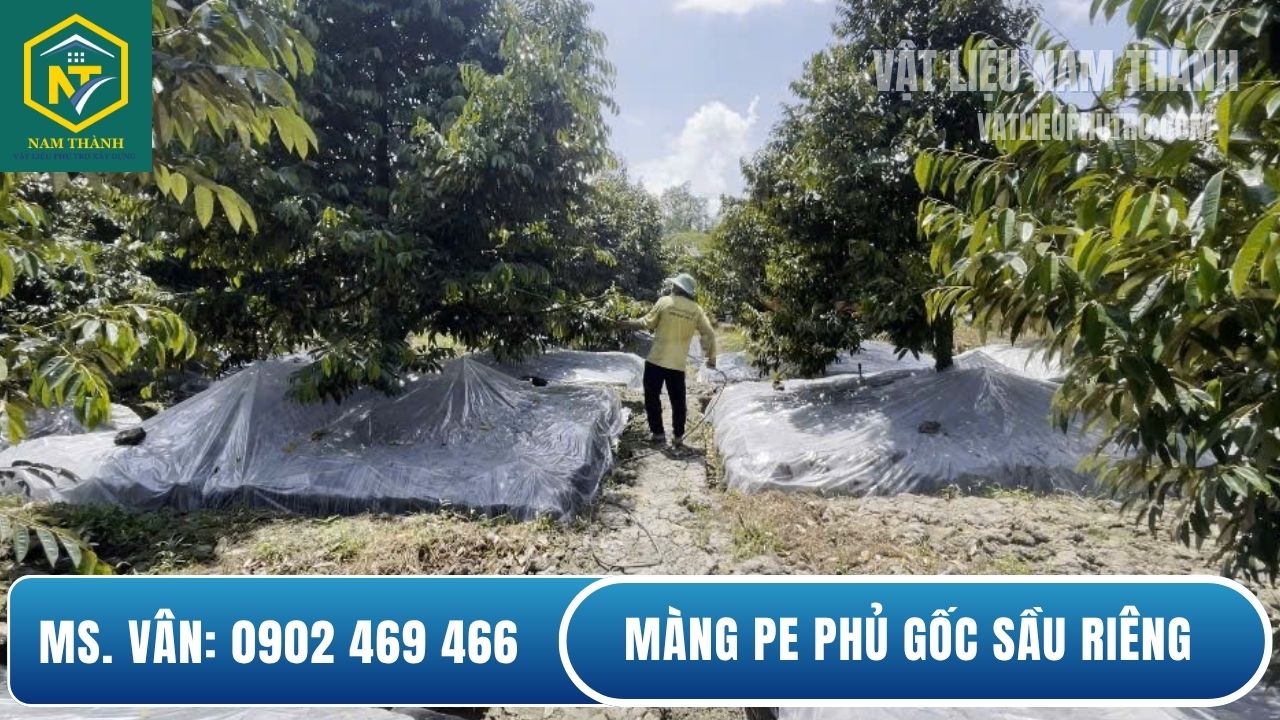 Màng PE phủ gốc sầu riêng