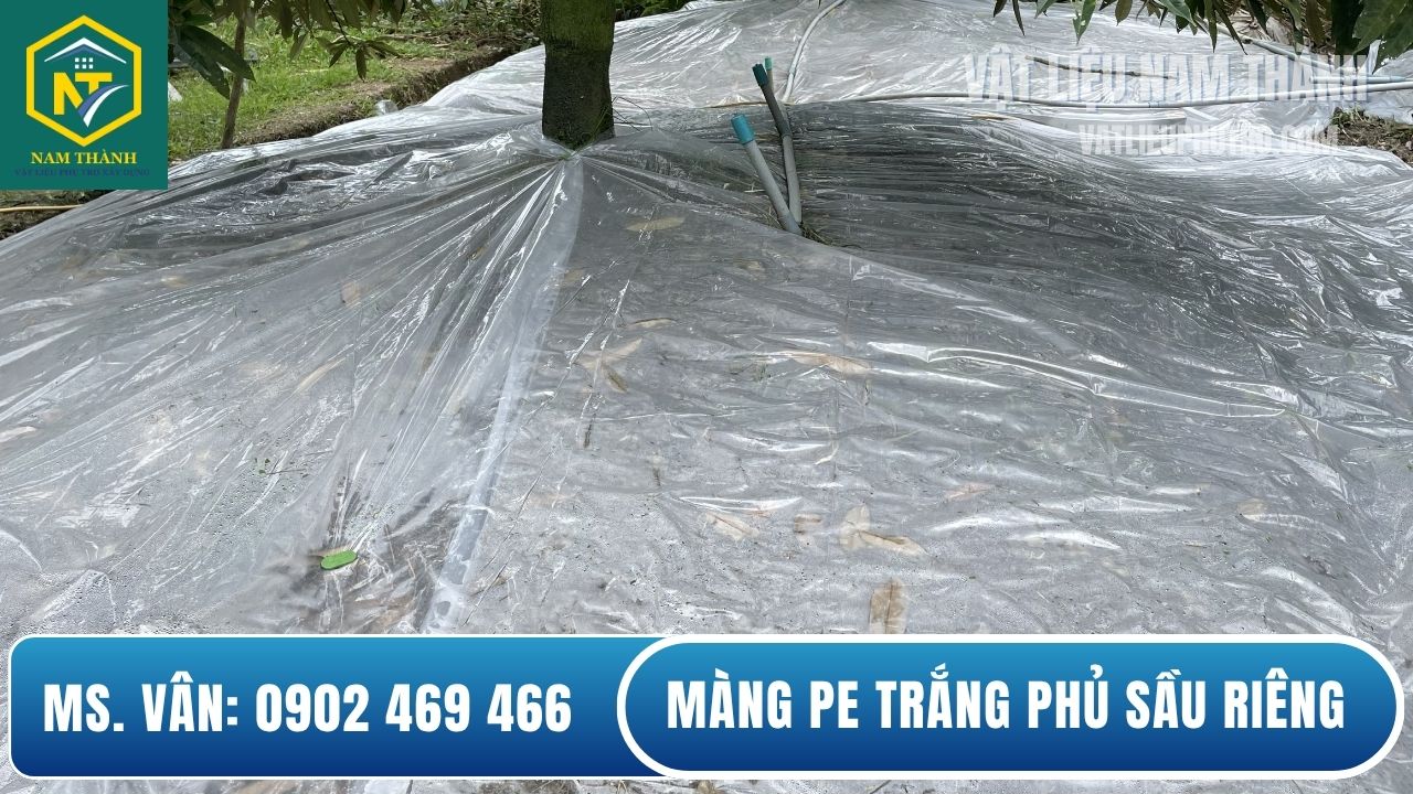 Cách sử dụng mũ đậy gốc sầu riêng hiệu quả