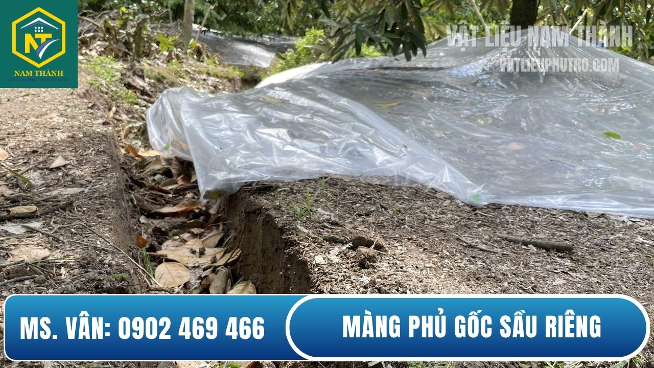 Màng phủ gốc sầu riêng