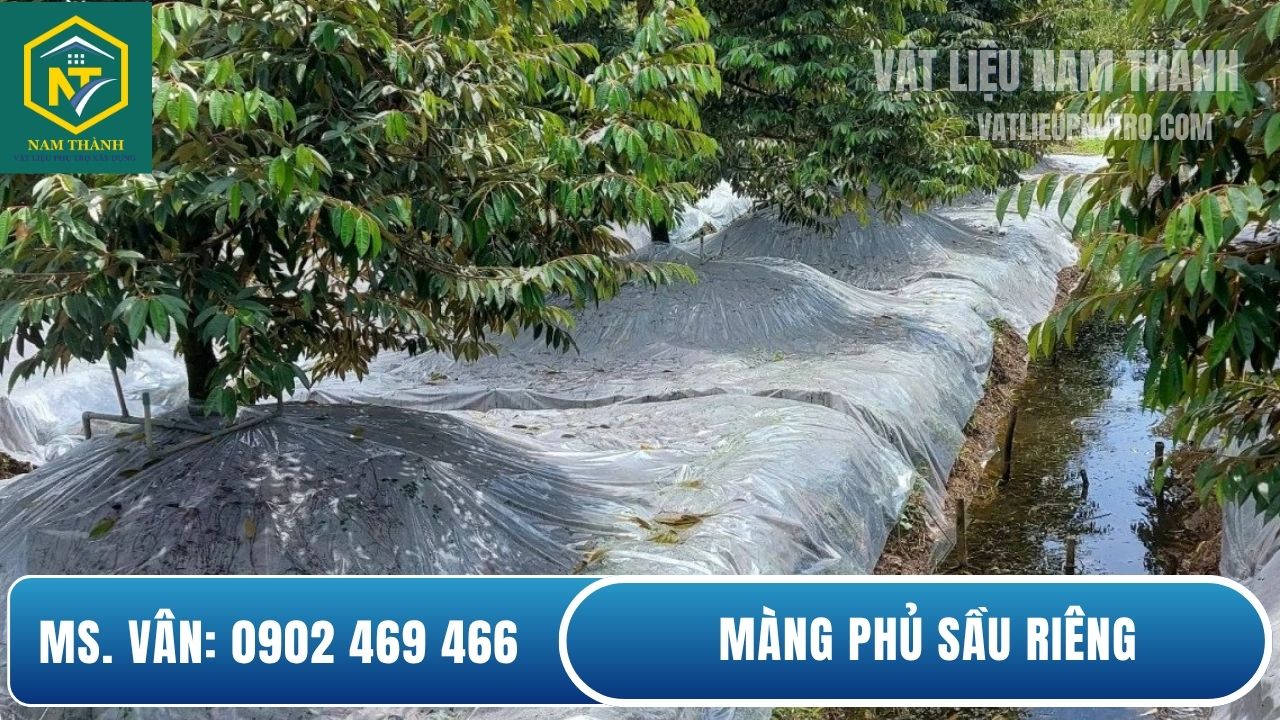 Màng phủ sầu riêng
