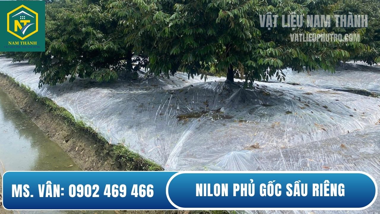 Nilon trắng phủ gốc sầu riêng